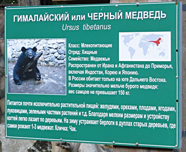 204-Гималаискии медведь